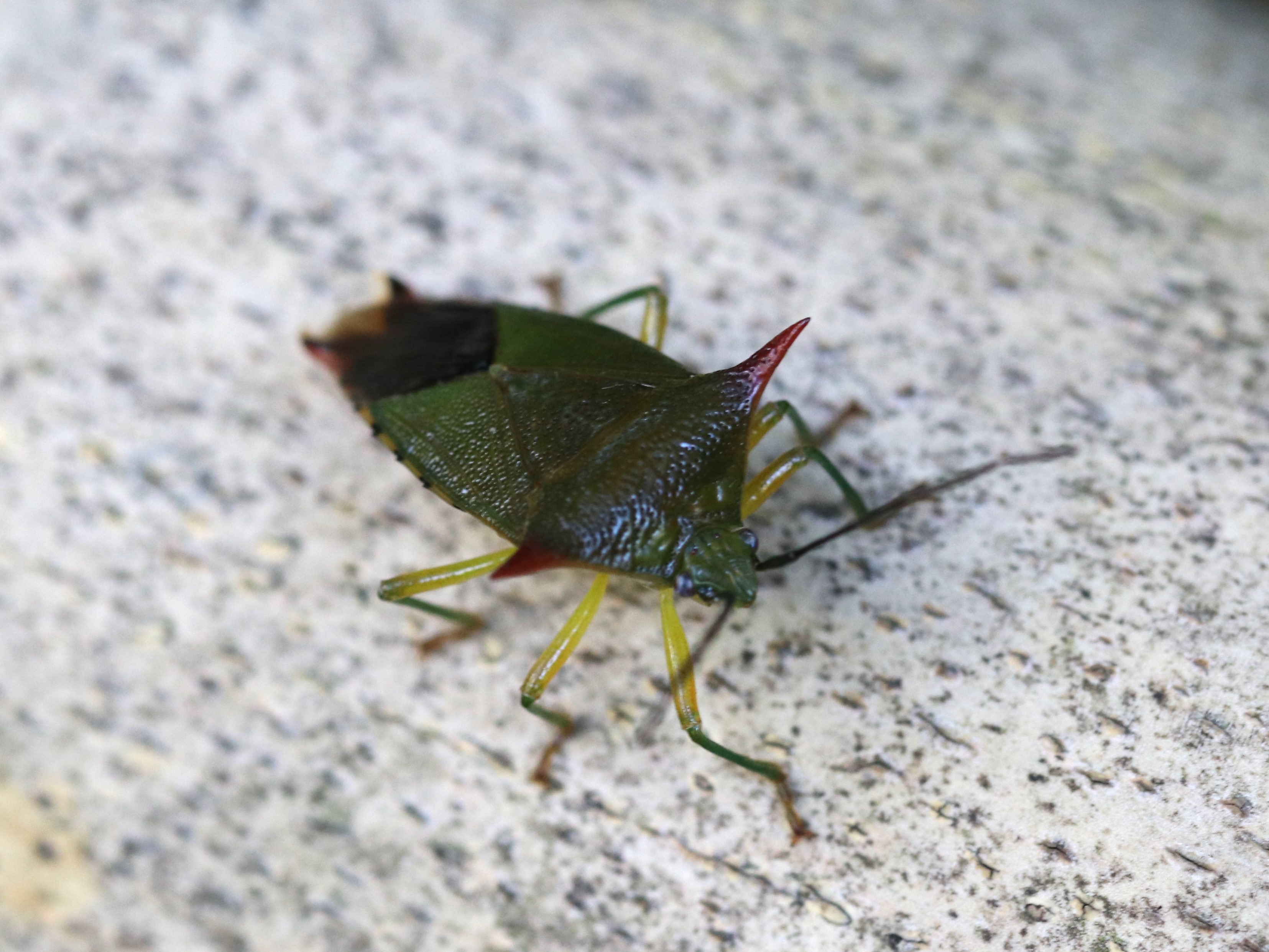 オオツノカメムシ